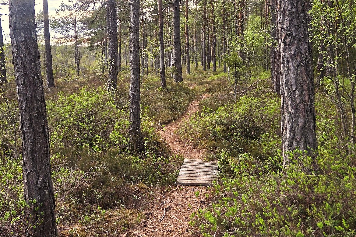 Skogssti