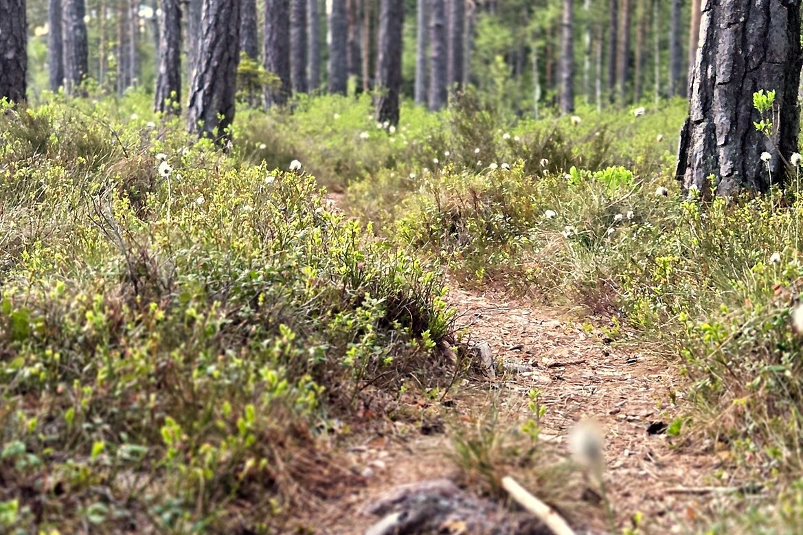 Nærbilde av skogssti.